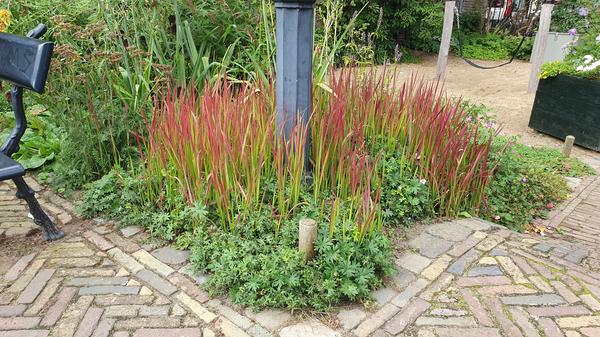 Imperata cylindrica 'Red Baron' - ↕10-25cm - Ø9cm - 40x  BotanicBridge