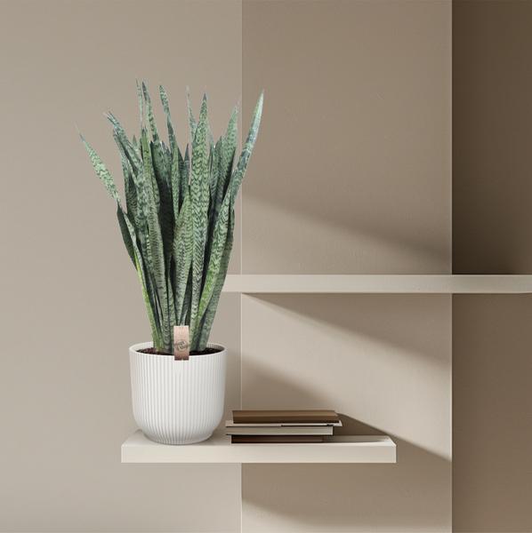 Sansevieria Zeylenica - 110 cm - ø35  BotanicBridge