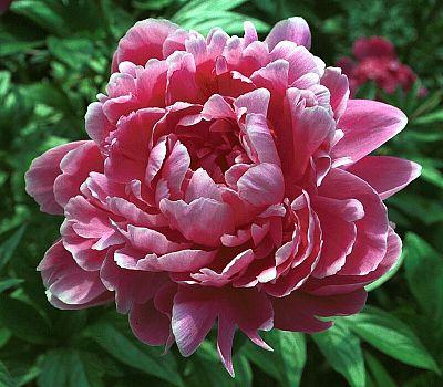 Paeonia 'Jadwige' - 2x  BotanicBridge