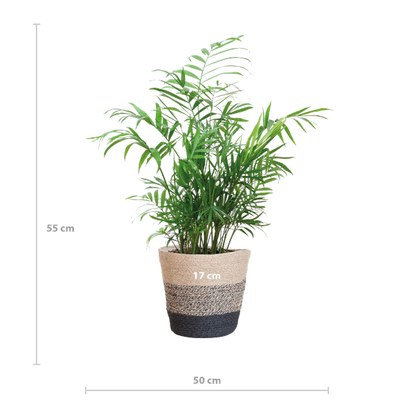 Chamadorea Elegans met Mand Lissabon zwart - 55cm - Ø17  BotanicBridge