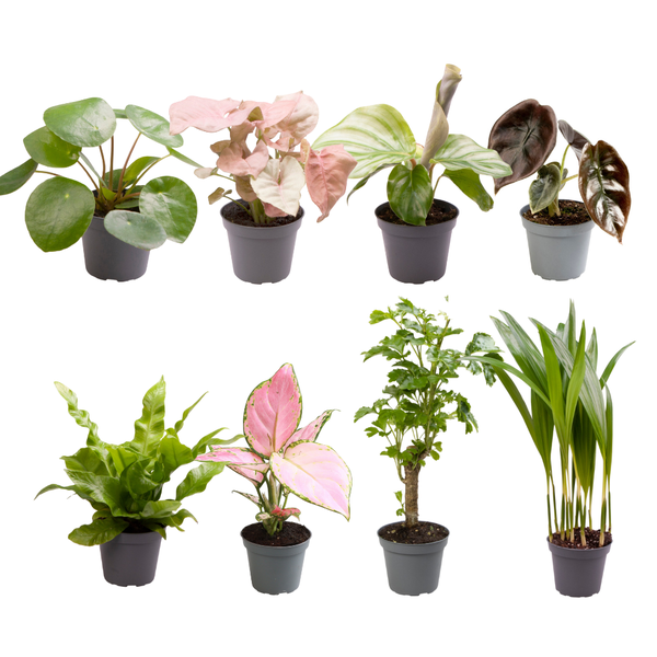 Baby Plantjes Verrassingsbox - Ø6cm - ↕12cm - x8  BotanicBridge