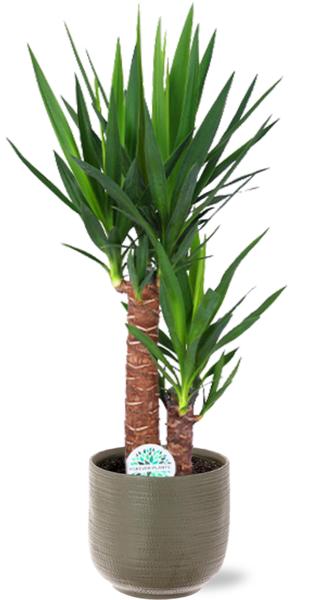 Yucca Elephantipes - Ø17 - ↨85cm + Aresso Pot D18x16,5cm - Grijs Groen  BotanicBridge