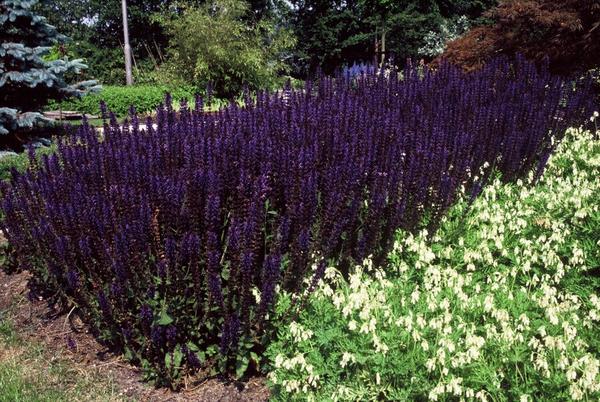 Salvia nem. 'Mainacht' - ↕10-25cm - Ø9cm - 12x  BotanicBridge