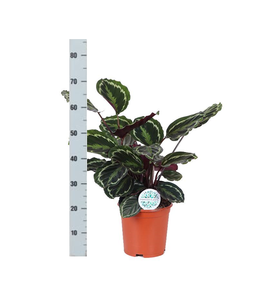 Calathea Medaillon Ø21cm - ↕70cm in Vibes ROZE  BotanicBridge