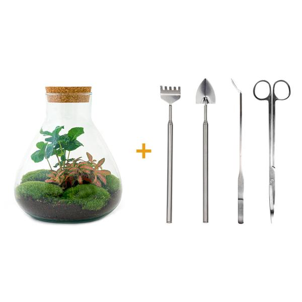 DIY terrarium - Sammie Coffea - ↕ 27 cm - Normal  BotanicBridge