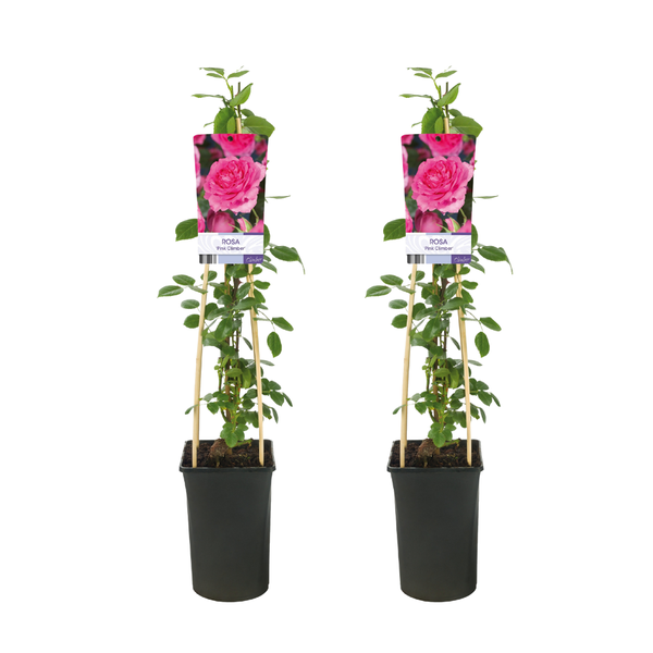 Rosa Pink Climber - 2 stuks - Ø17cm - ↕75cm  BotanicBridge