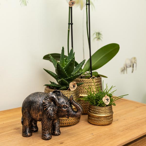 Kolibri Home | Ornament - Decoratie beeld Elephant - Black  BotanicBridge