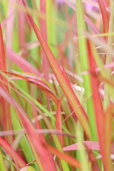 Imperata cylindrica 'Red Baron' - ↕10-25cm - Ø9cm - 12x  BotanicBridge