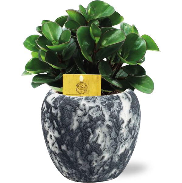 Peperomia Burning Bush - Ø15cm - ↕25cm + Doug Pot D16x14cm - Zwart Wit  BotanicBridge