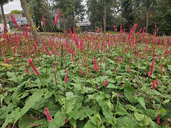 Persicaria amplexicaulis - ↕10-25cm - Ø9cm - 20x  BotanicBridge