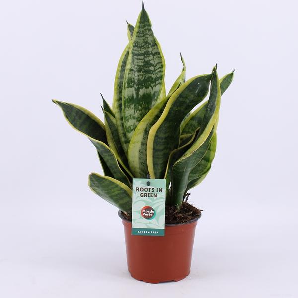 Sansevieria Futura Superba - Ø12cm - ↕35cm  BotanicBridge