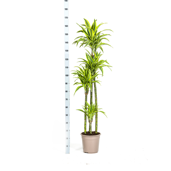 Dracaena Deremensis Lemon Lime Ø27cm - ↕180cm  BotanicBridge