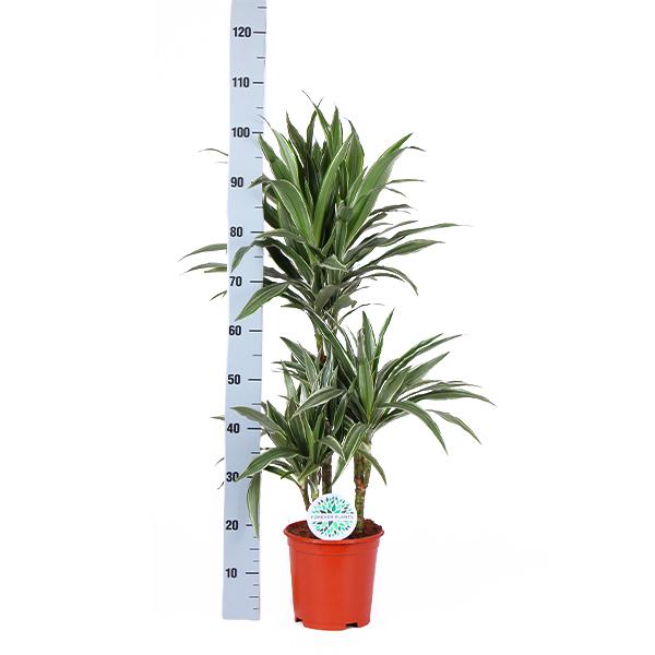 Dracaena Warneckii Ø21cm - ↕65cm in Vibes BLUE pot  BotanicBridge