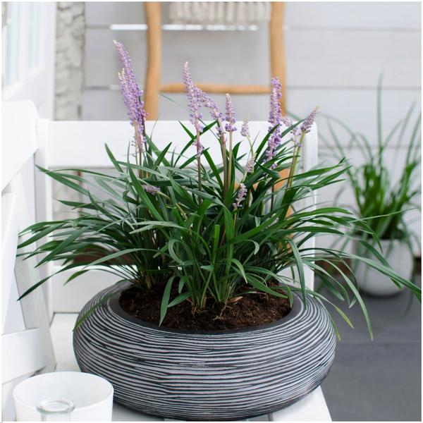 3 x Liriope muscari 'Ingwersen' - Ø 14 cm - ↨ 25 cm  BotanicBridge