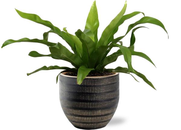 Asplenium Antiquum - Ø12cm - ↕25cm +  Beau Pot D14x13cm - Zwart  BotanicBridge