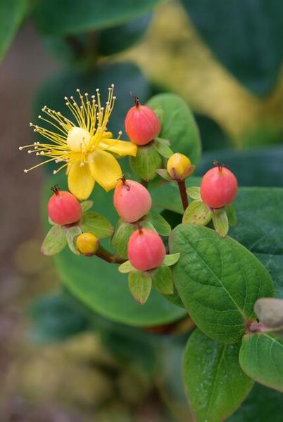 Hypericum inodorum 'Annebel' - ↕10-25cm - Ø9cm - 6x  BotanicBridge