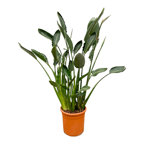 Strelitzia Reginae XL - 160cm - ⌀30  BotanicBridge