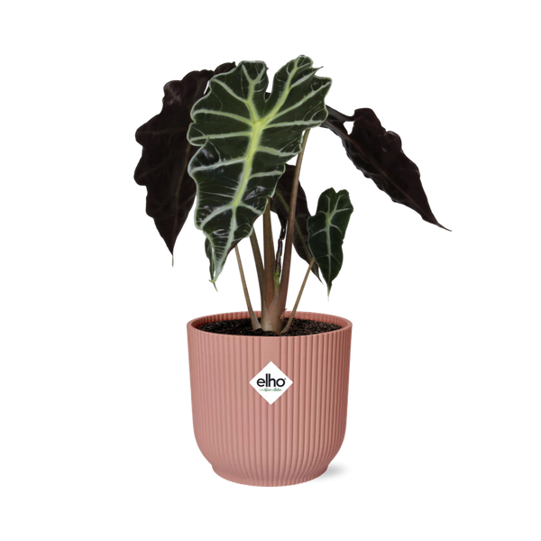 Alocasia ‘Polly’ in ELHO Vibes Fold 14cm roze  BotanicBridge