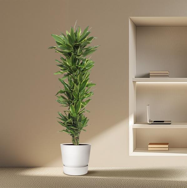 Dracaena Golden Coast - 200 cm - ø34  BotanicBridge