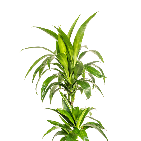 Dracaena Deremensis Lisa Ø19cm - ↕80cm  BotanicBridge