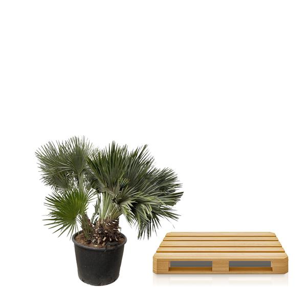 Chamaerops Humilis compact - 120cm - ø80  BotanicBridge