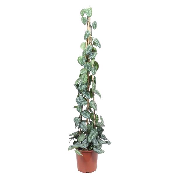 Scindapsus Pictus Trebie piramide - 160 cm - ø27  BotanicBridge