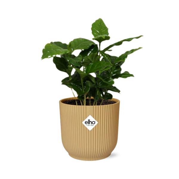 Coffea Arabica in ELHO Vibes Fold 14cm geel  BotanicBridge