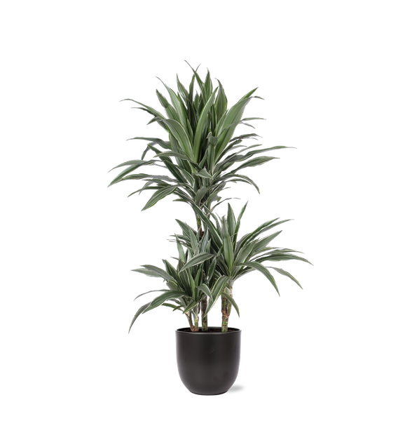 Dracaena Warneckii Ø21cm - ↕65cm in Boule ANTRACIET pot  BotanicBridge