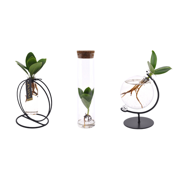 Clusia in glas bundel - 3 stuks - Ø5cm - ↕10cm  BotanicBridge