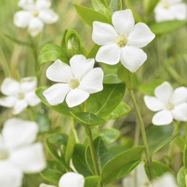 Vinca minor 'Alba' - ↕10-25cm - Ø9cm - 40x  BotanicBridge