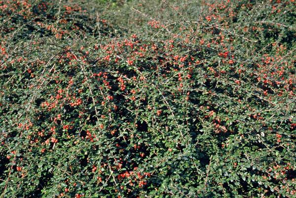 Cotoneaster suec. 'Coral Beauty' - ↕10-25cm - Ø9cm - 12x  BotanicBridge