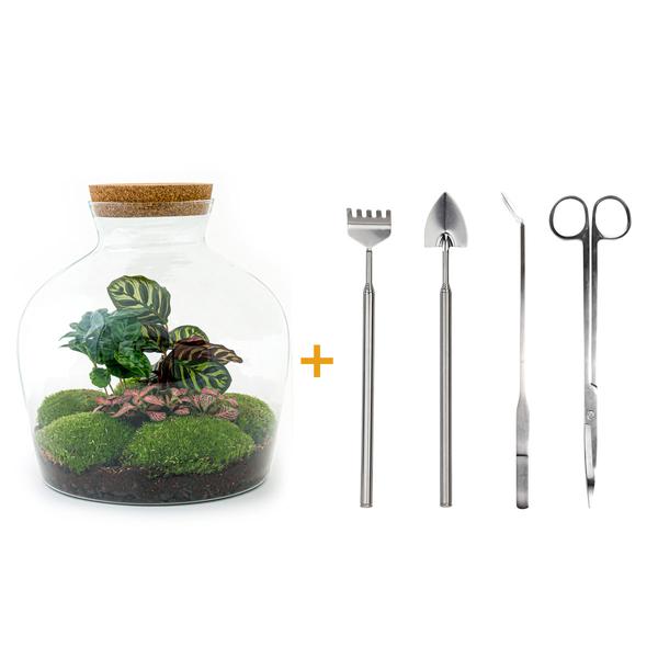 DIY terrarium - Fat Joe Coffea - ↕ 30 cm - Rake + Shovel + Tweezer + Scissors  BotanicBridge