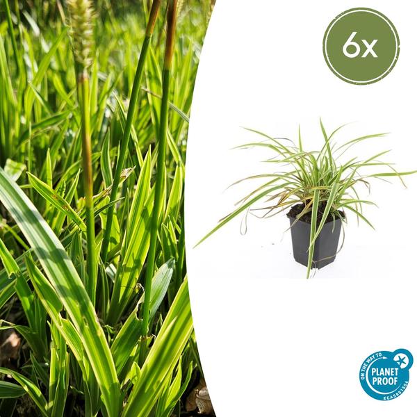 Carex morrowii 'Aureovariegata'  - ↕10-25cm - Ø9cm - 6x  BotanicBridge