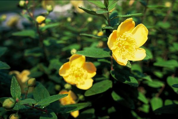 Hypericum dummeri 'Peter Dummer' - ↕10-25cm - Ø9cm - 40x  BotanicBridge