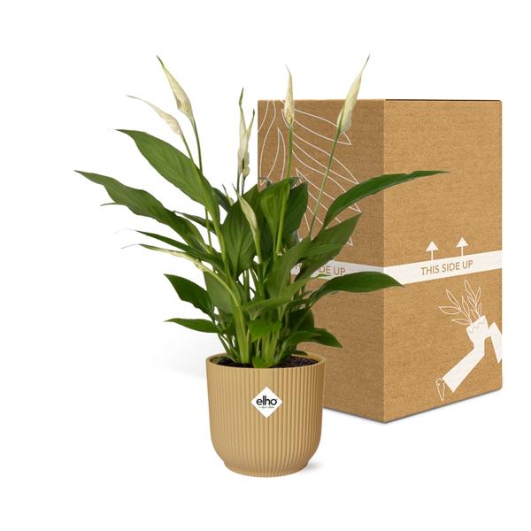 Spathiphyllum 12 Cm Torelli  in ELHO Vibes Fold 14cm geel  BotanicBridge