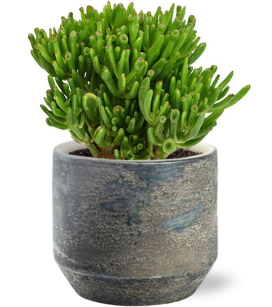 Crassula Hobbit - Ø15cm - ↕21cm + Lars Pot D16x14cm - Grijs  BotanicBridge