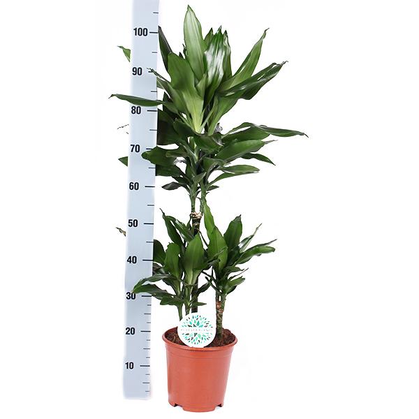 Dracaena Janet Lind Ø21cm - ↕90cm in Boule TAUPE pot  BotanicBridge