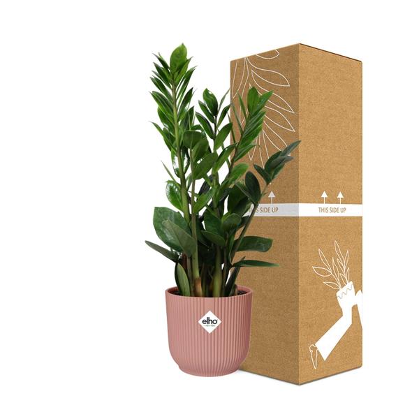 Zamioculcas – Hoogte 45-50 in ELHO Vibes Fold 14cm roze  BotanicBridge