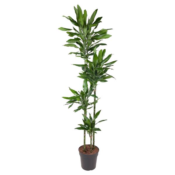 Dracaena Janet Lind - 180 cm - ø27  BotanicBridge