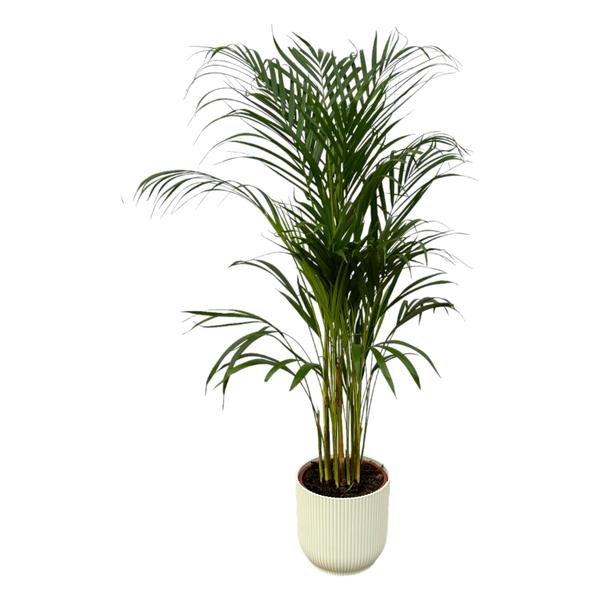 Areca palm - ↨110cm - Ø21cm inclusief elho Vibes Fold Round wit D22xH20  BotanicBridge