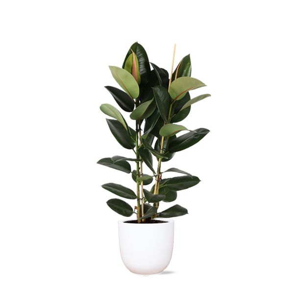 Ficus Elastica Robusta Ø24cm - ↕110cm in Boule WIT pot  BotanicBridge