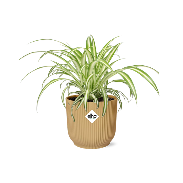 Chlorophytum Comosum Variegatum in ELHO Vibes Fold 14cm geel  BotanicBridge