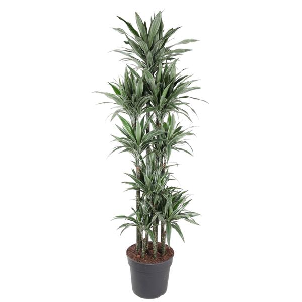 Dracaena Warneckei Carrousel - 210 cm - ø41  BotanicBridge