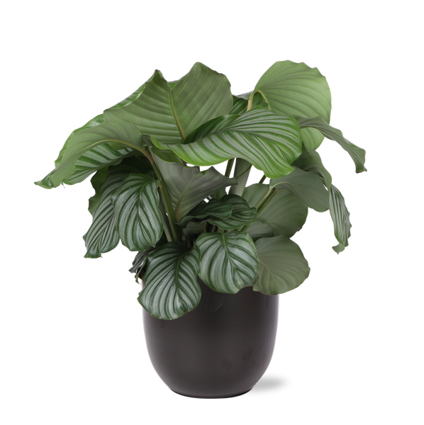 Calathea Orbifolia Ø21cm - ↕70cm in BOULE antraciet pot  BotanicBridge