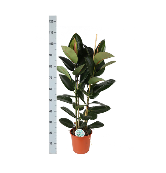 Ficus Elastica Robusta Ø24cm - ↕110cm in Era ANTRACIET pot  BotanicBridge