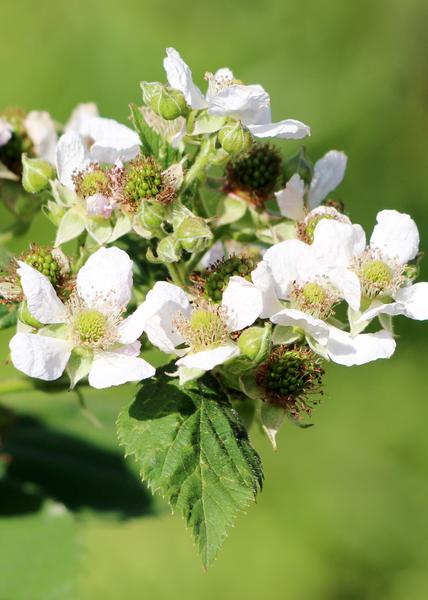 Rubus idaeus 'Malling Promise' - Framboos - Ø13cm - ↕45cm  BotanicBridge