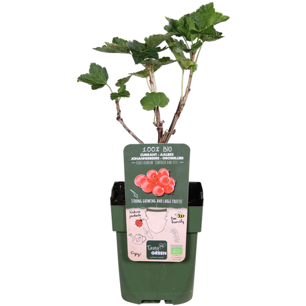 Ribes rubrum 'Jonkheer van Tets' - Aalbes - Ø13cm - ↕45cm  BotanicBridge