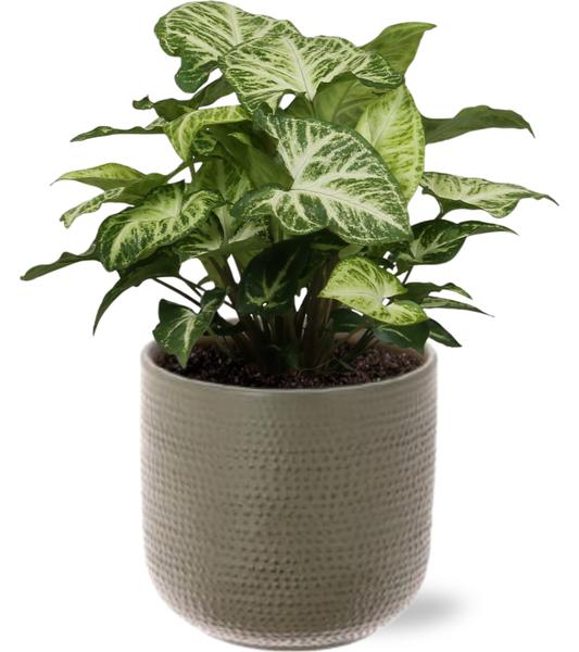 Syngonium Arrow - Ø12cm - ↕25cm + Aresso Pot D13x12,5cm - Grijs Groen  BotanicBridge