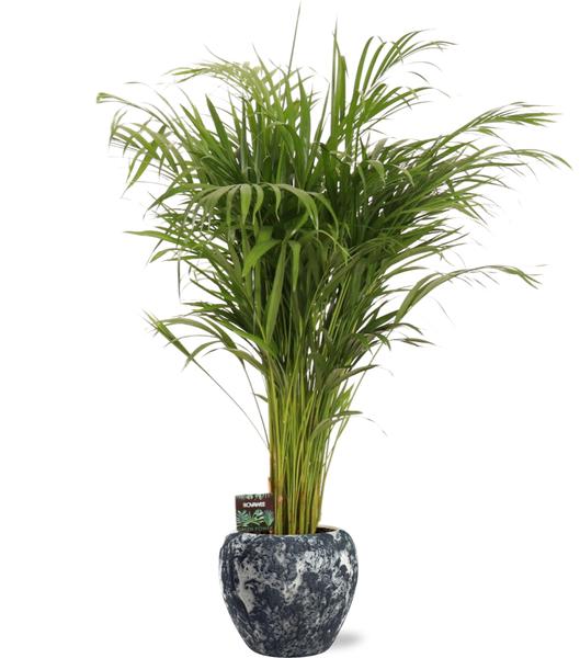 Dypsis Lutescens - Ø21cm - ↕110cm + Doug Pot D24x22cm - Zwart Wit  BotanicBridge