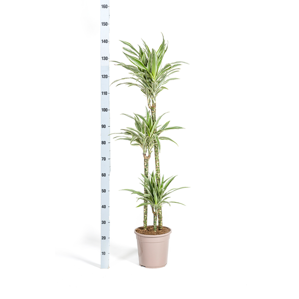 Dracaena Deremensis White Stripe Ø24cm - ↕140cm  BotanicBridge